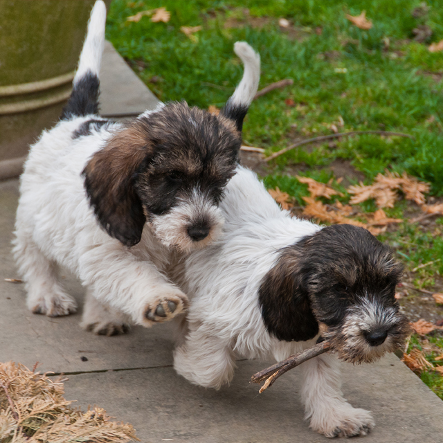Read about our Breed Preservation.
